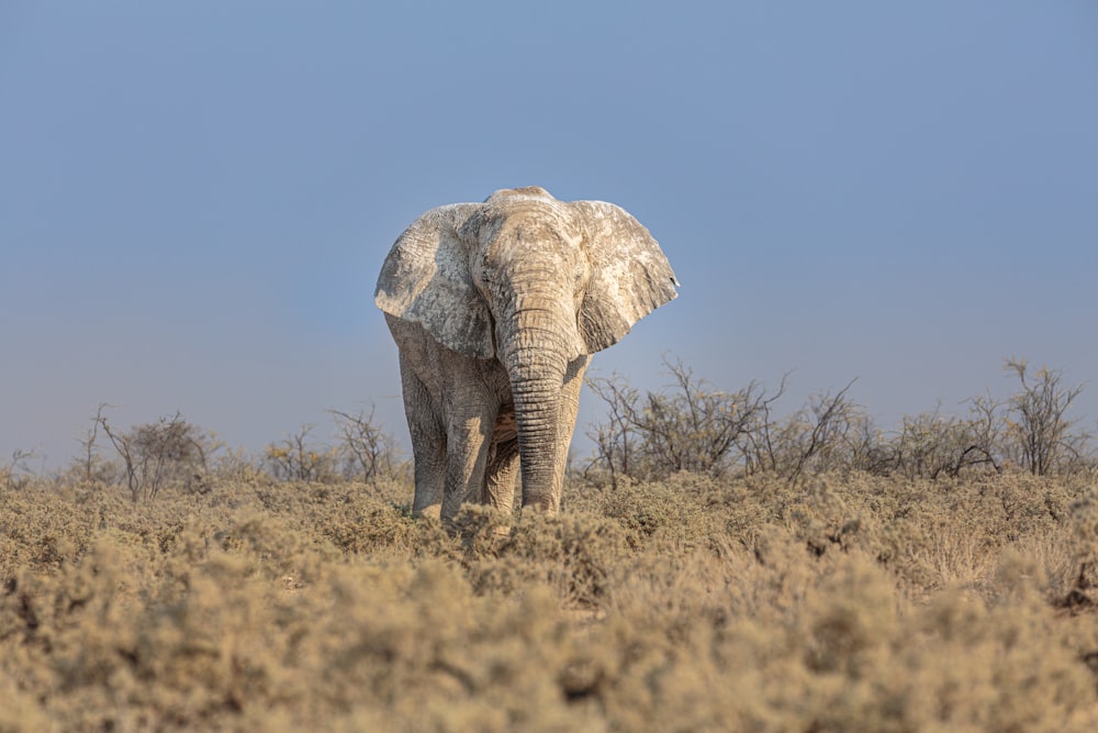 an elephant standing in the middle of a field