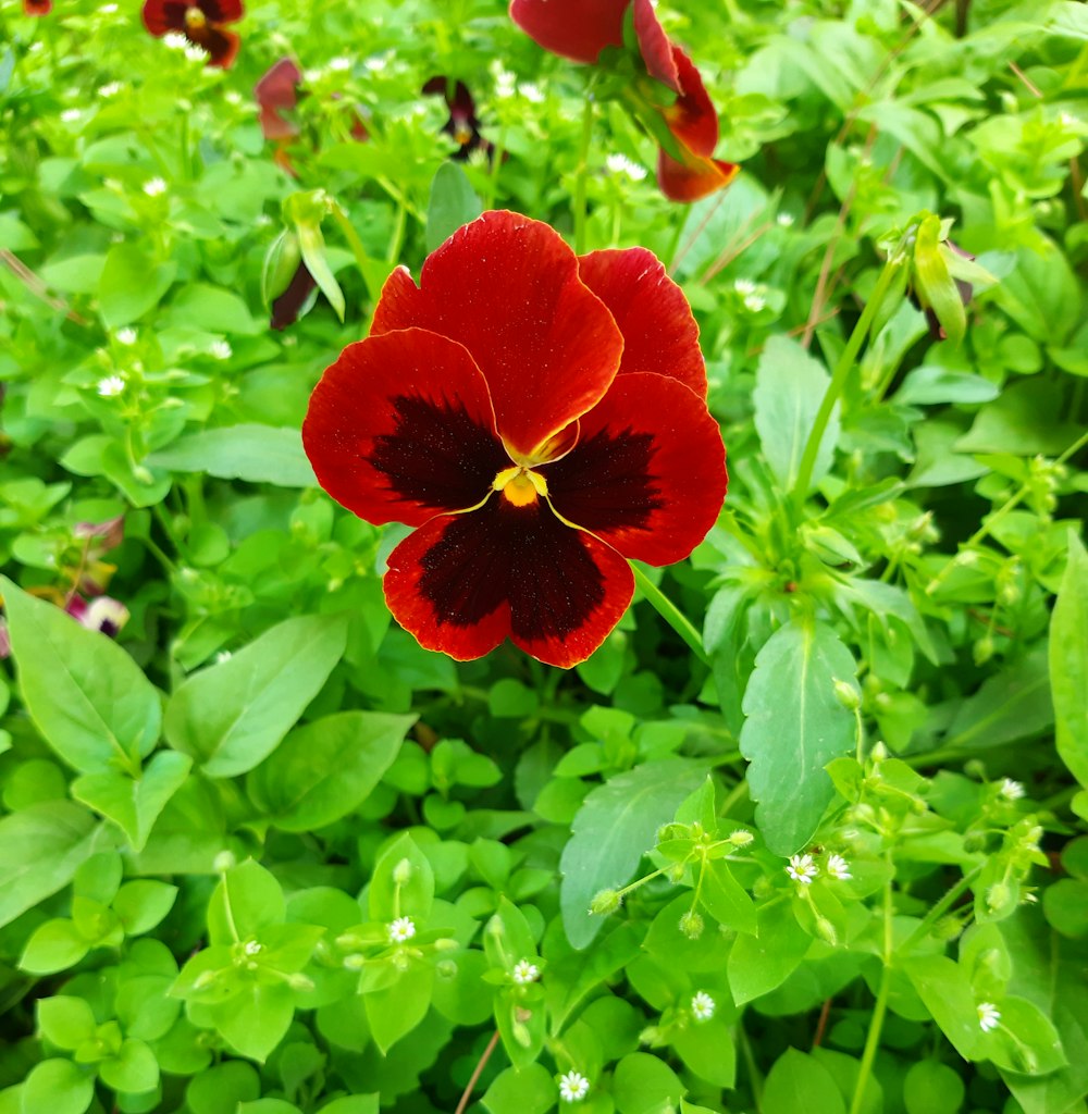 a close up of a red flower in a field of green plants