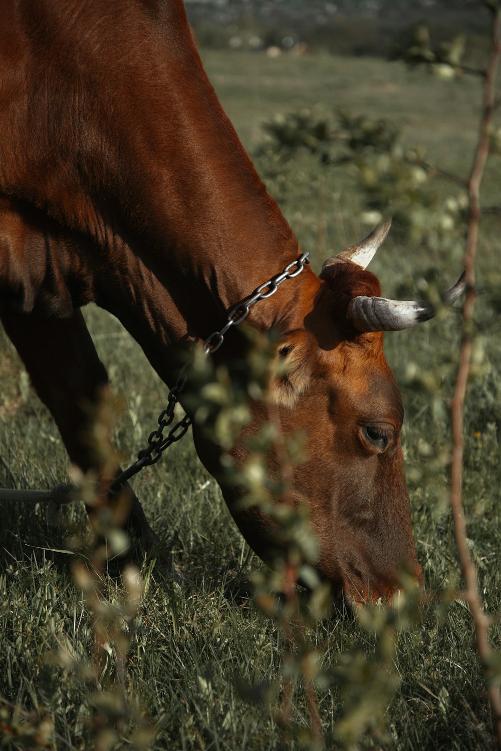 a brown cow with horns grazing in a field