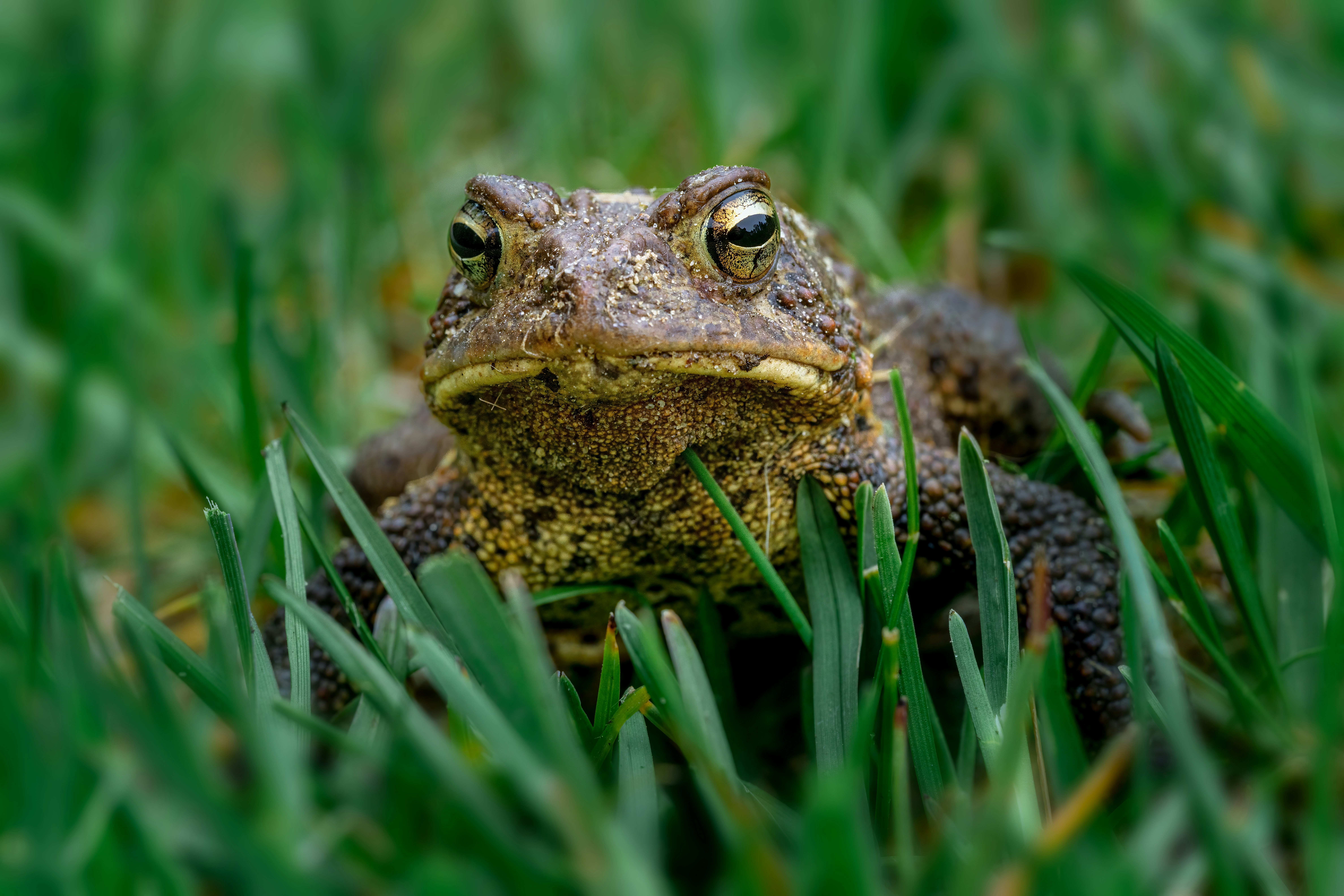 Photo by skylerewing