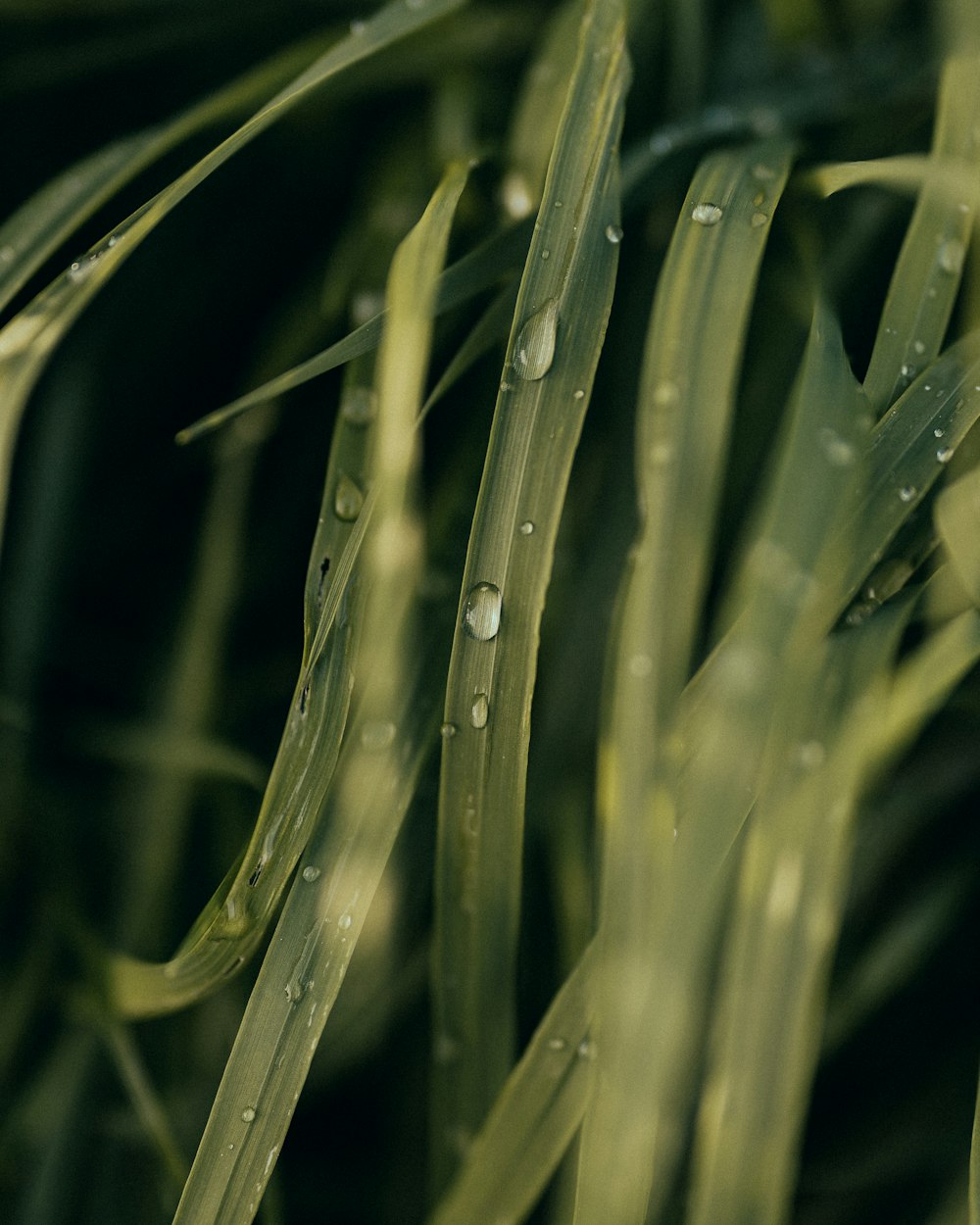 a close up of grass with water drops on it