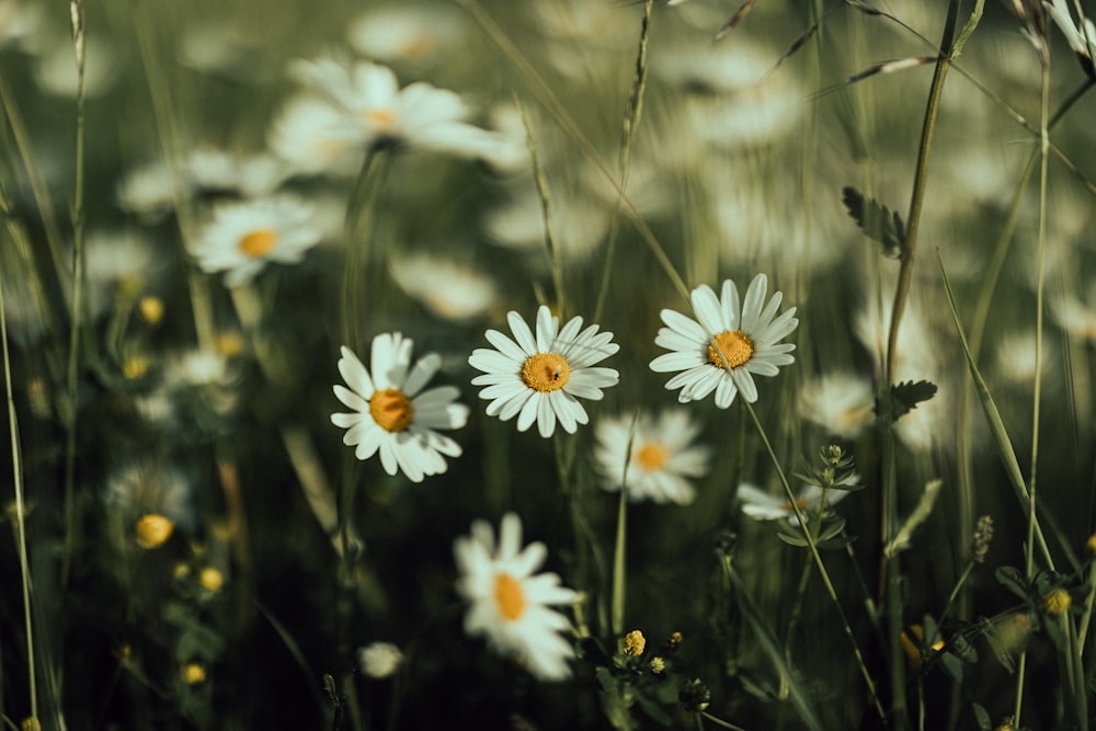 a bunch of daisies that are in the grass