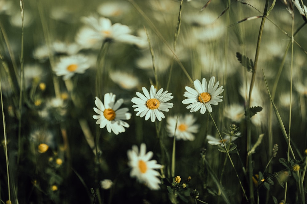 un tas de marguerites qui sont dans l’herbe