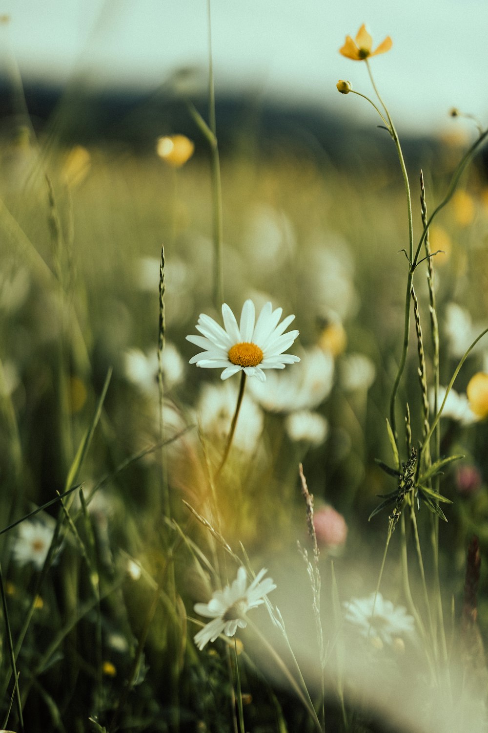 a field of wildflowers and daisies with a blurry background