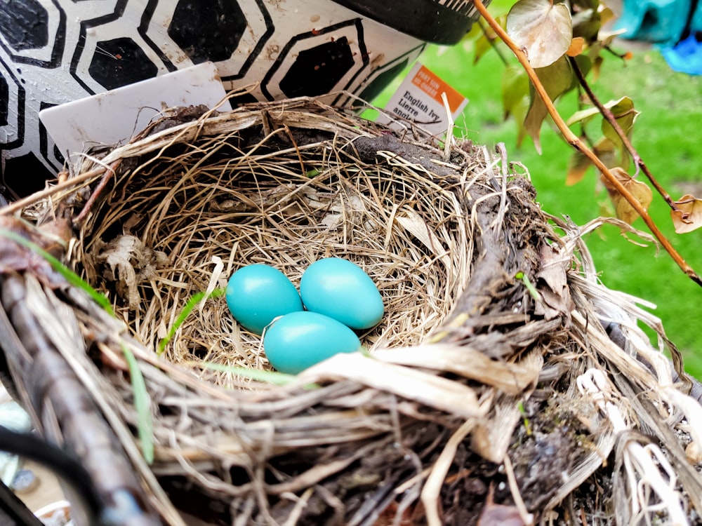 un nid d’oiseau avec trois œufs bleus