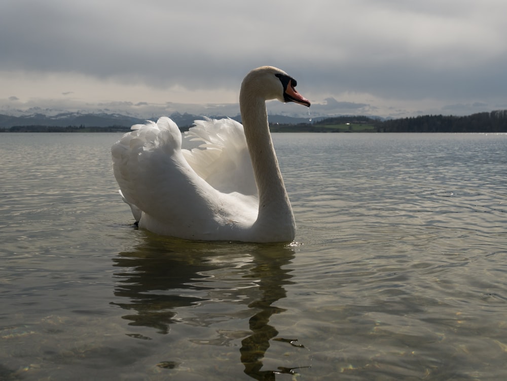 a large white swan floating on top of a lake