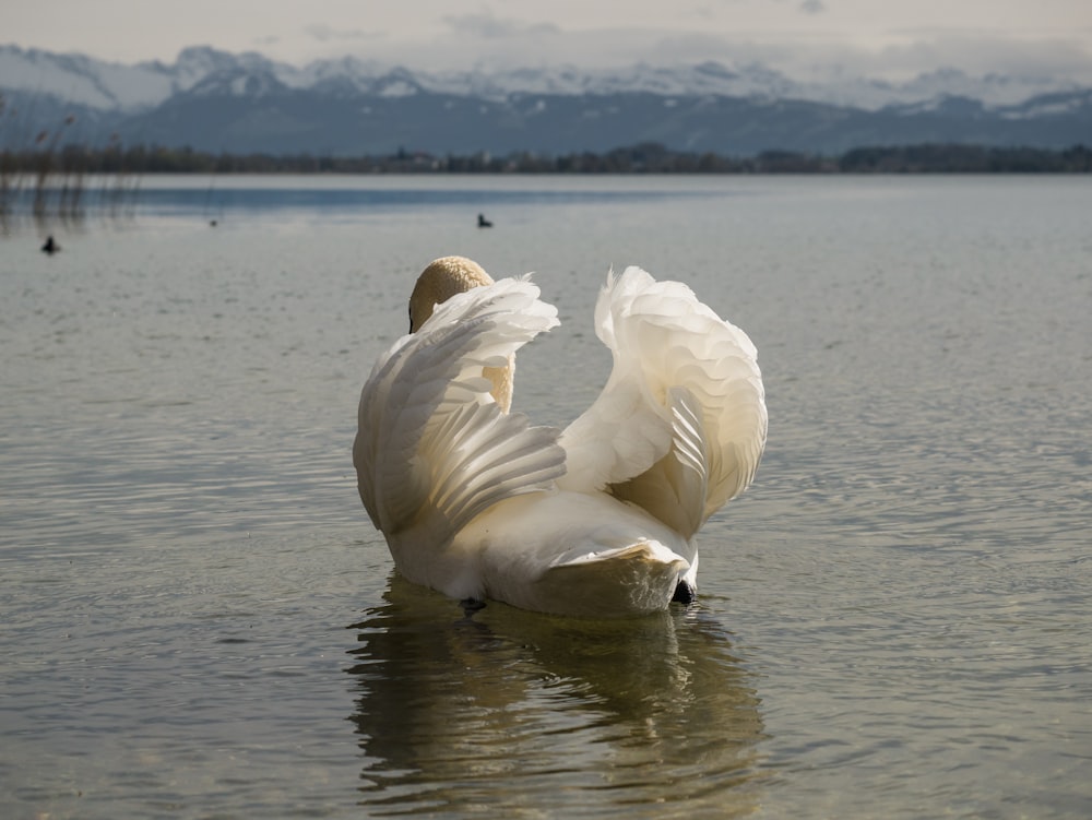a large white bird sitting on top of a body of water