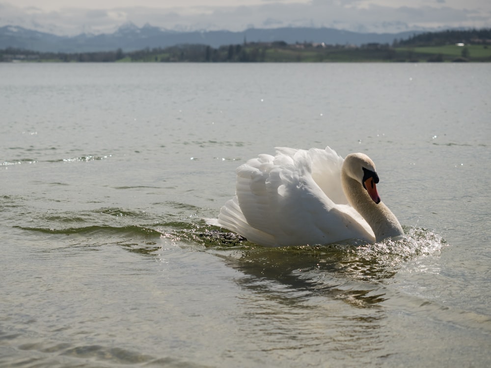 a white swan is swimming in the water