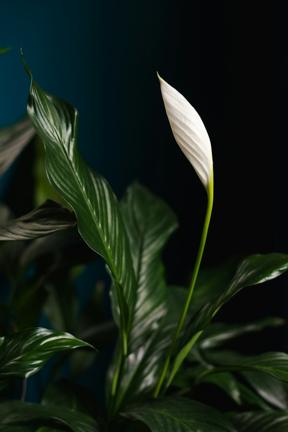 a close up of a white flower on a plant