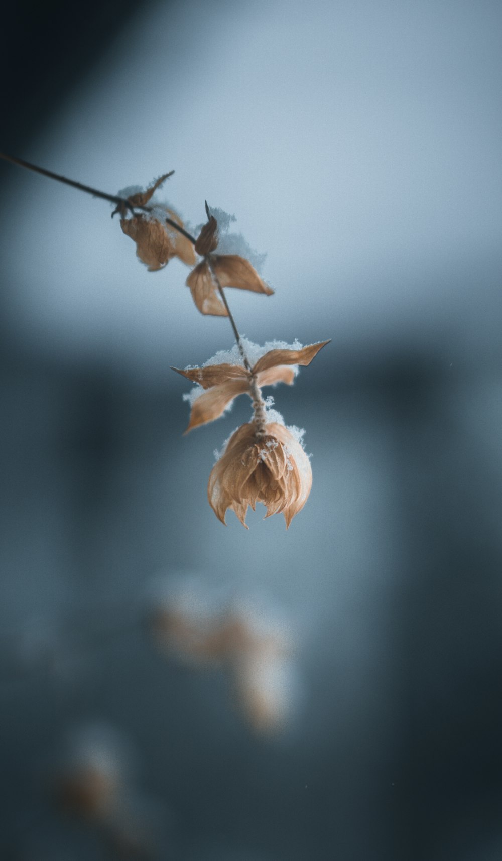 a dried flower is hanging from a twig