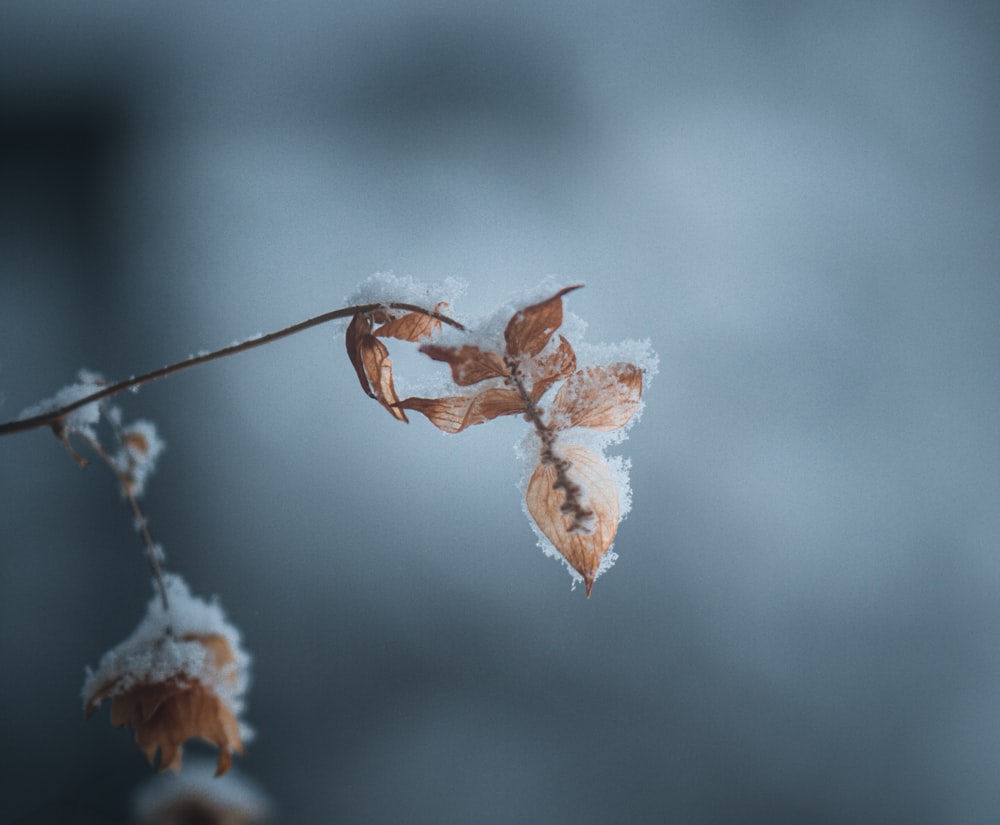 una rama con algo de nieve