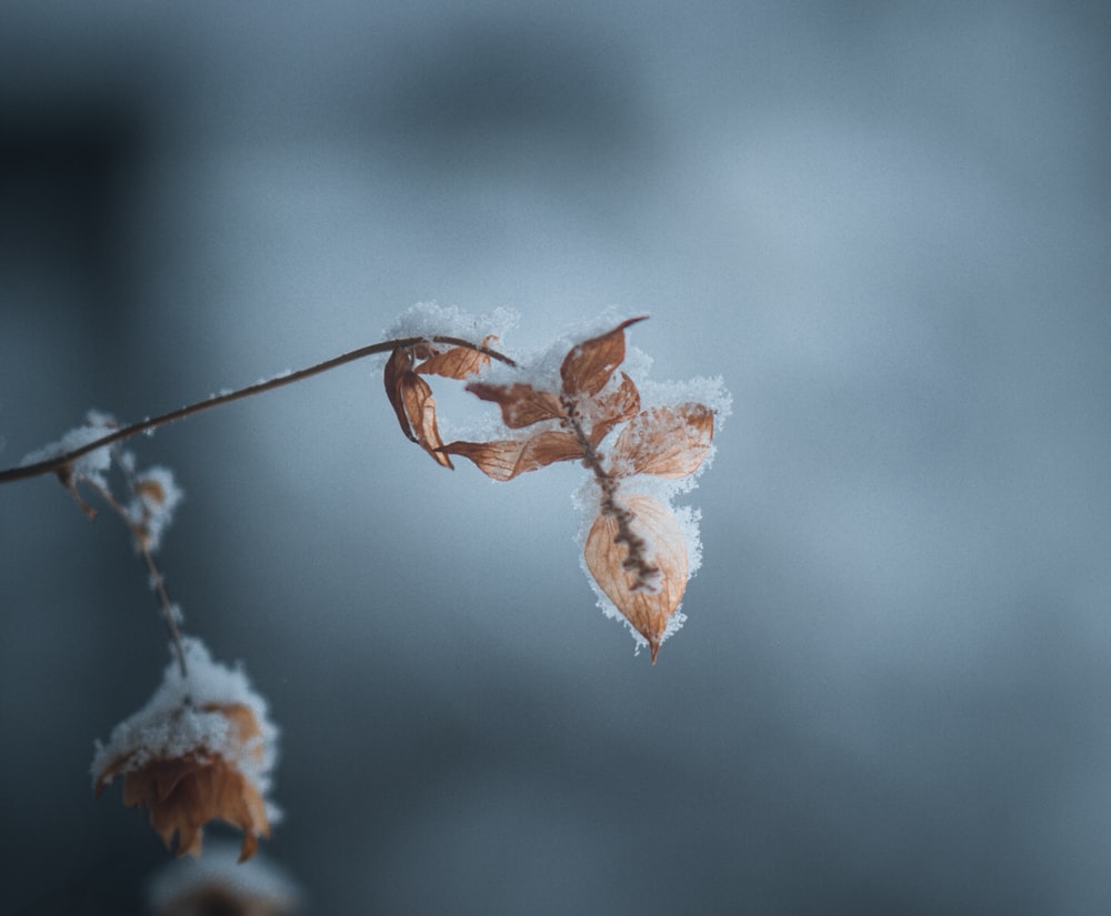 a branch with some snow on it