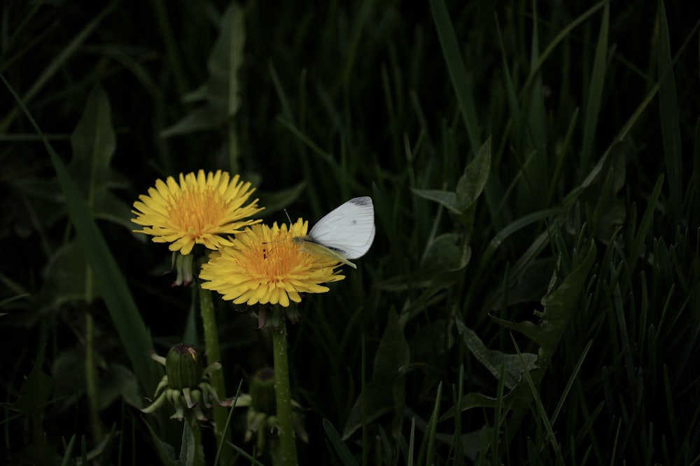 a white butterfly sitting on top of a yellow flower