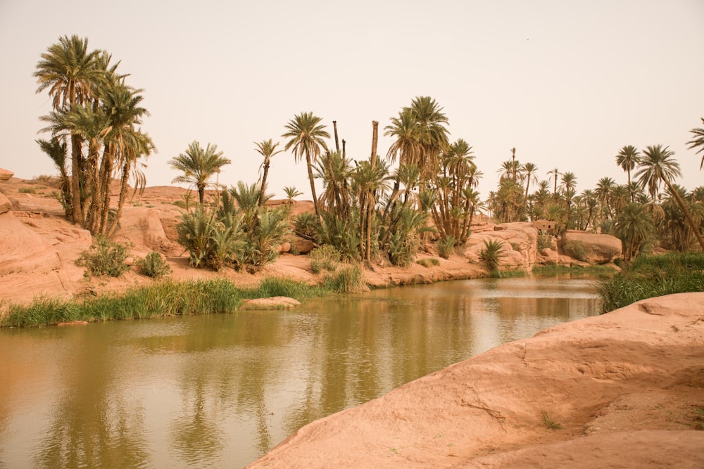 a body of water surrounded by palm trees