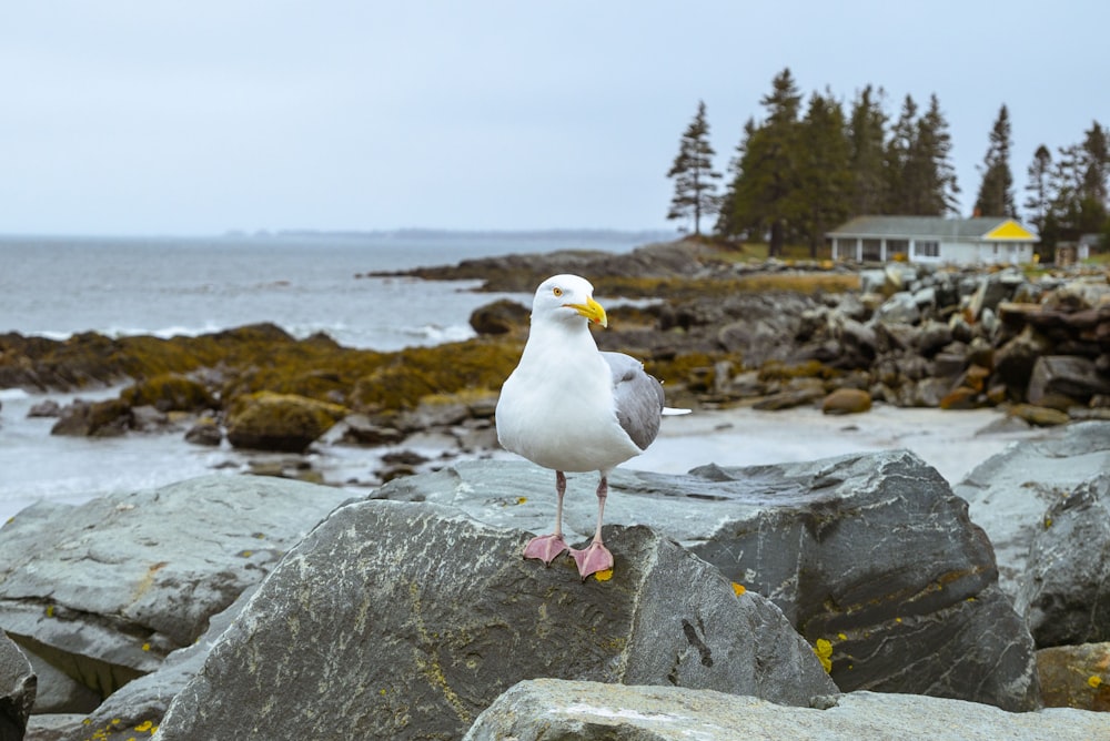 a seagull standing on a rock near the ocean