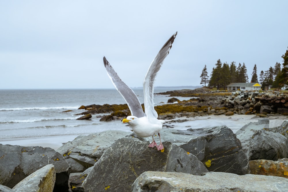a seagull landing on a rock near the ocean