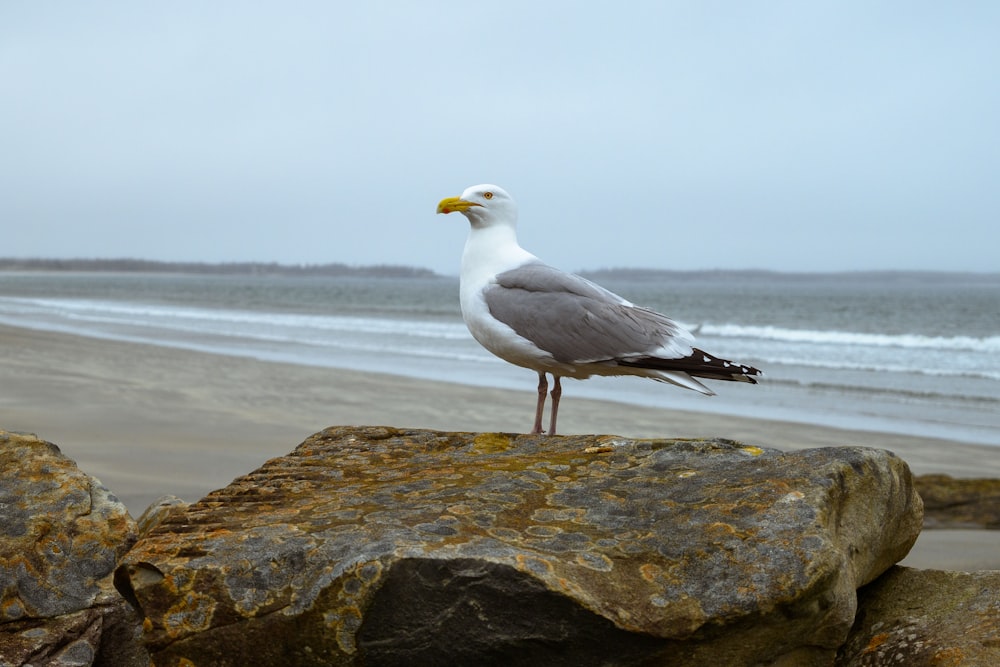 a seagull standing on a rock on the beach