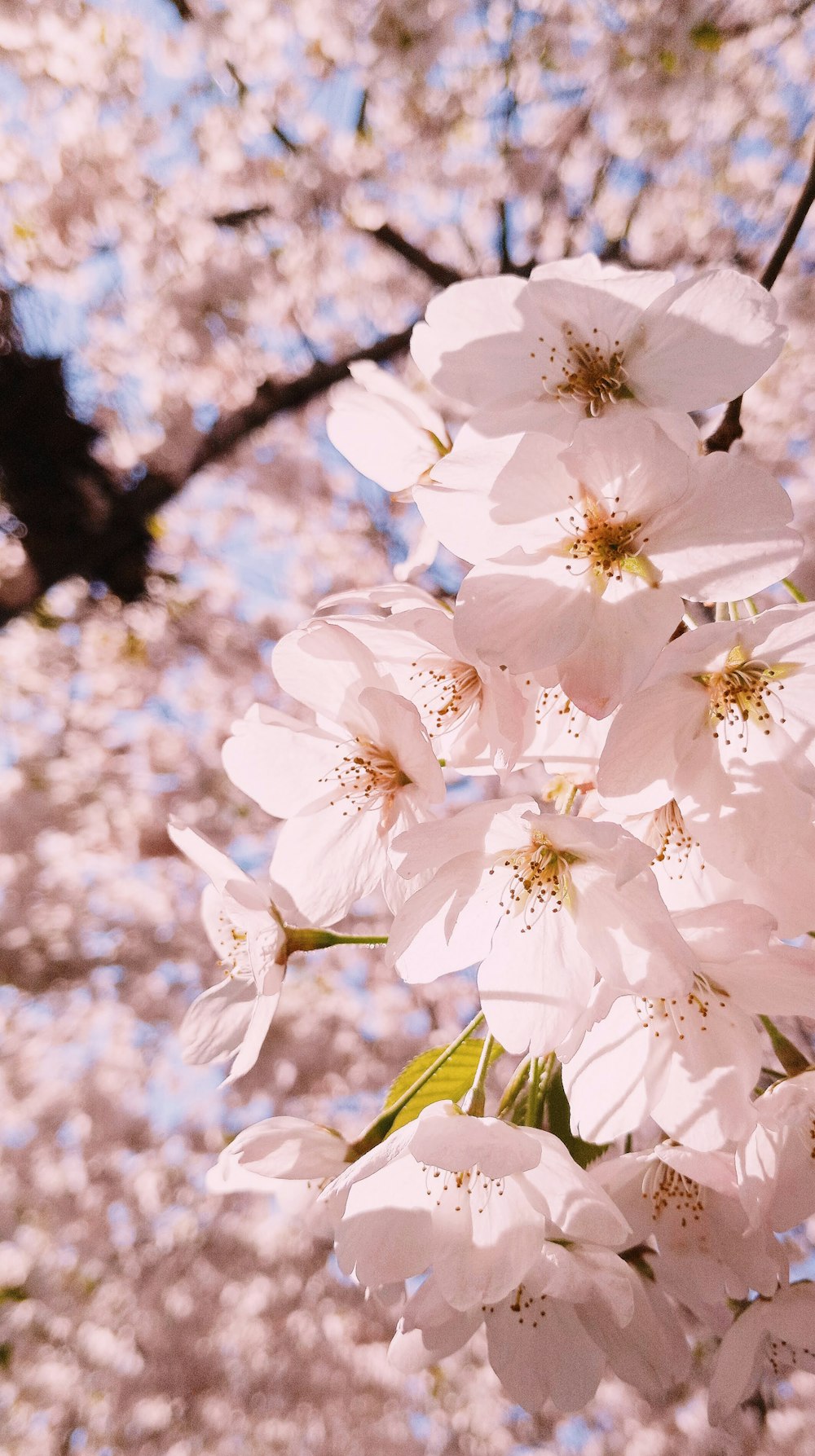 a close up of a bunch of flowers on a tree