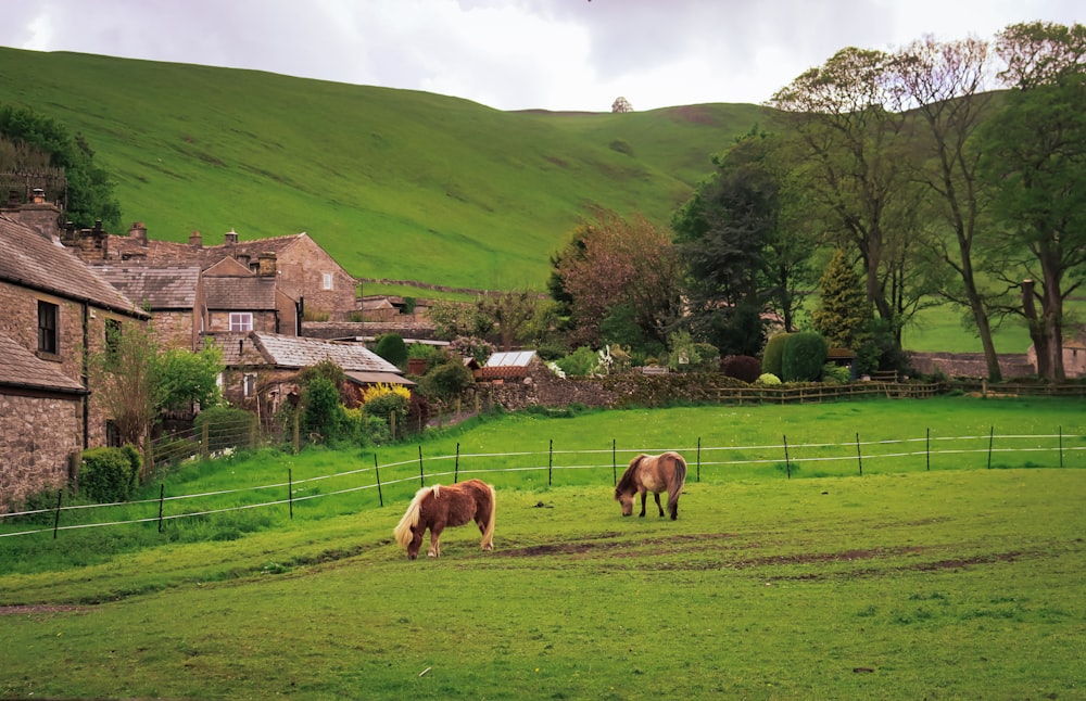 two horses grazing in a field near a village