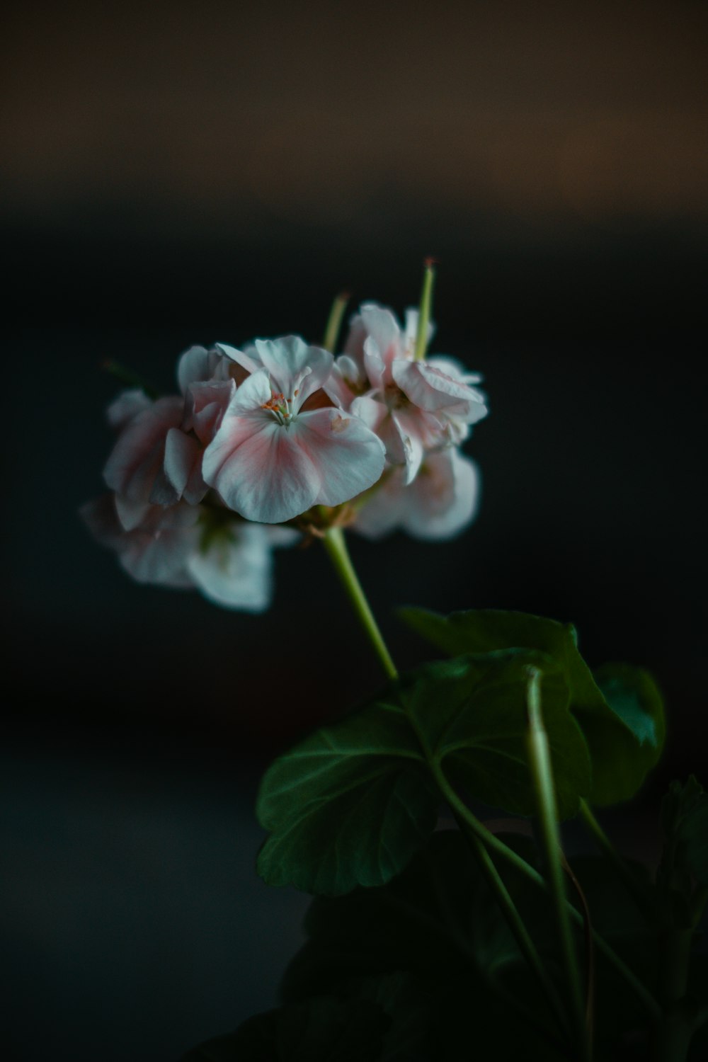 Un primer plano de una flor en una planta