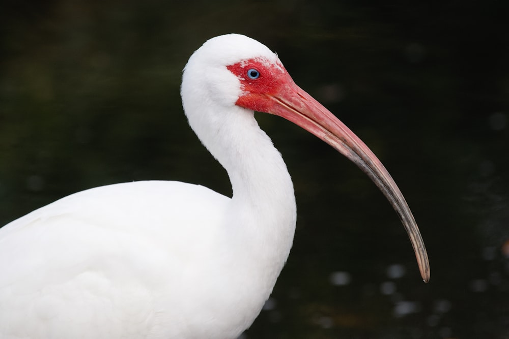 Un grande uccello bianco con un becco rosso