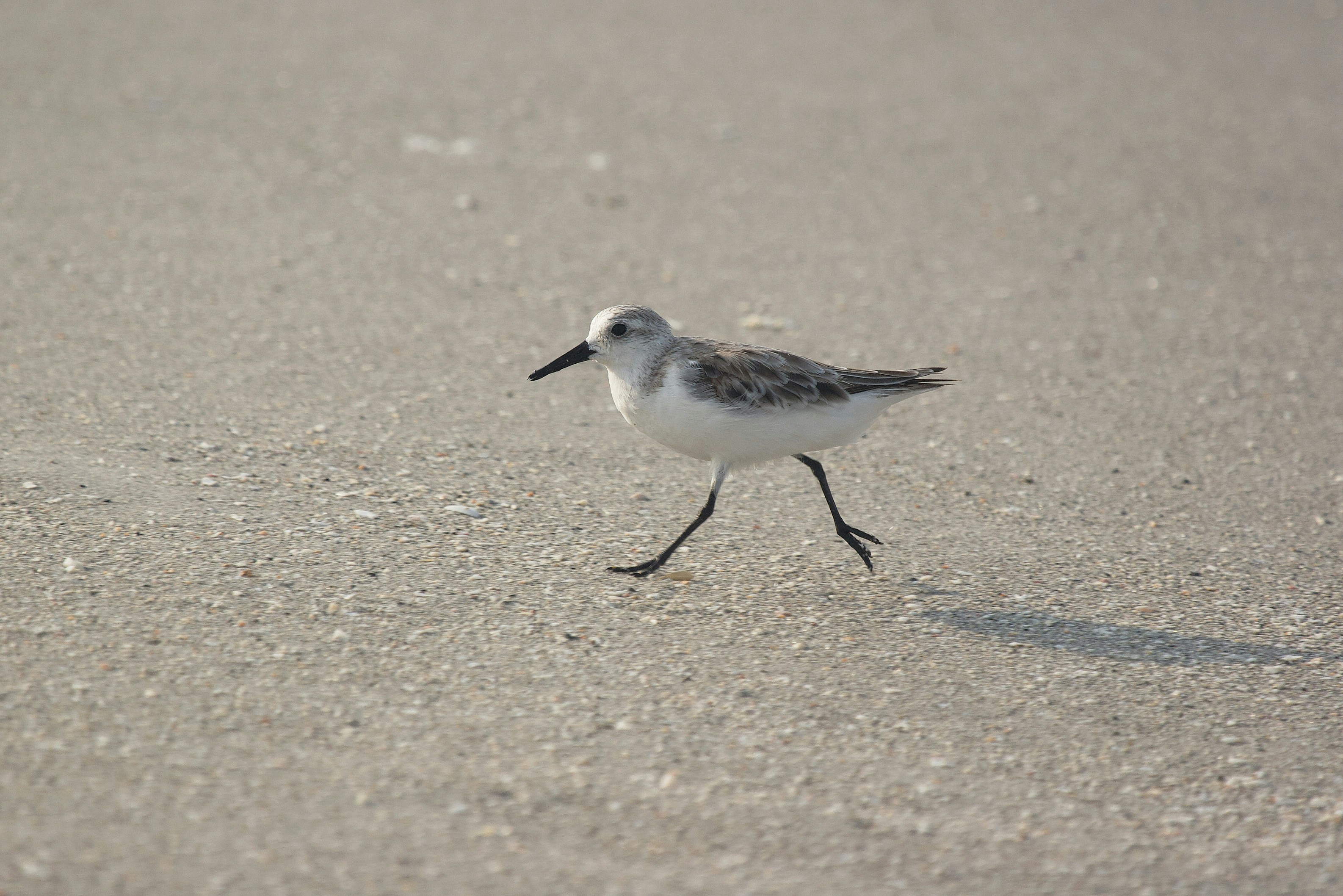 a small bird walking across a sandy beach
