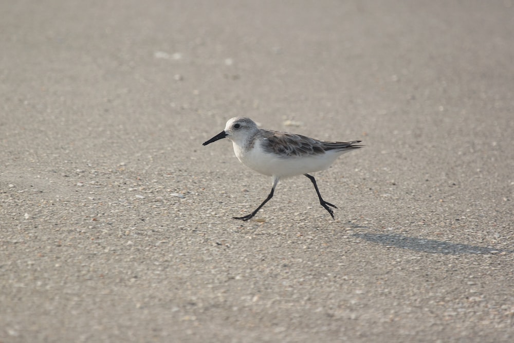 a small bird walking across a sandy beach
