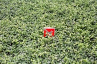 A red sign with a white diagonal line and a silhouette of a dog, placed in the middle of dense, lush green foliage.