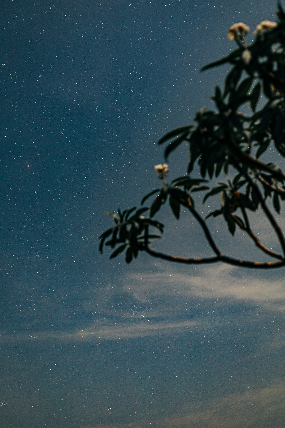 a tree branch with flowers in the foreground and the night sky in the background