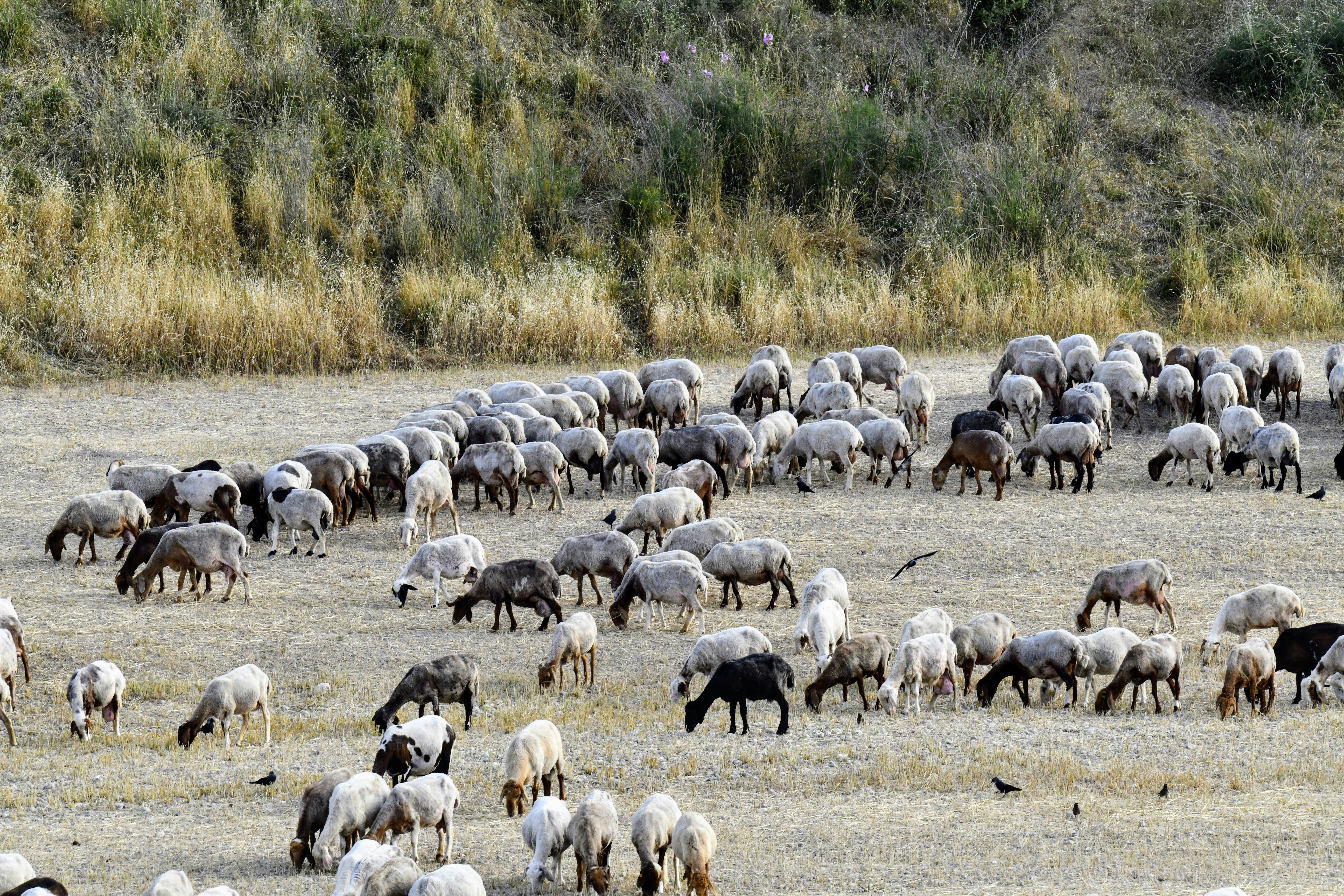 a herd of sheep grazing on dry grass