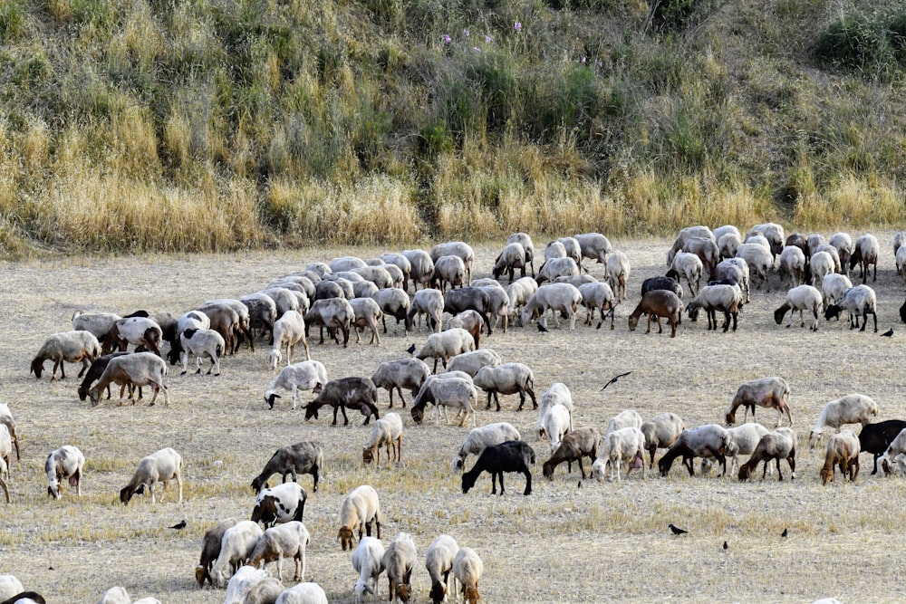 a herd of sheep grazing on dry grass