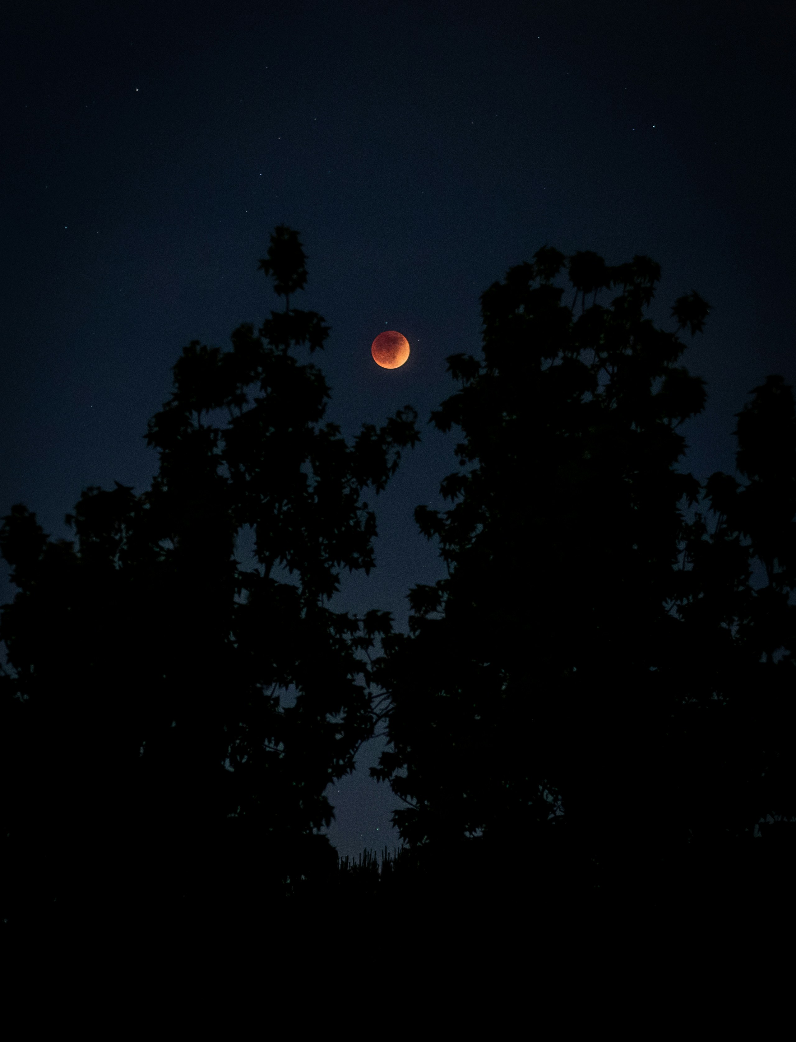 🌱 Seedlings No. 2: A Practice in Expansion and Contraction