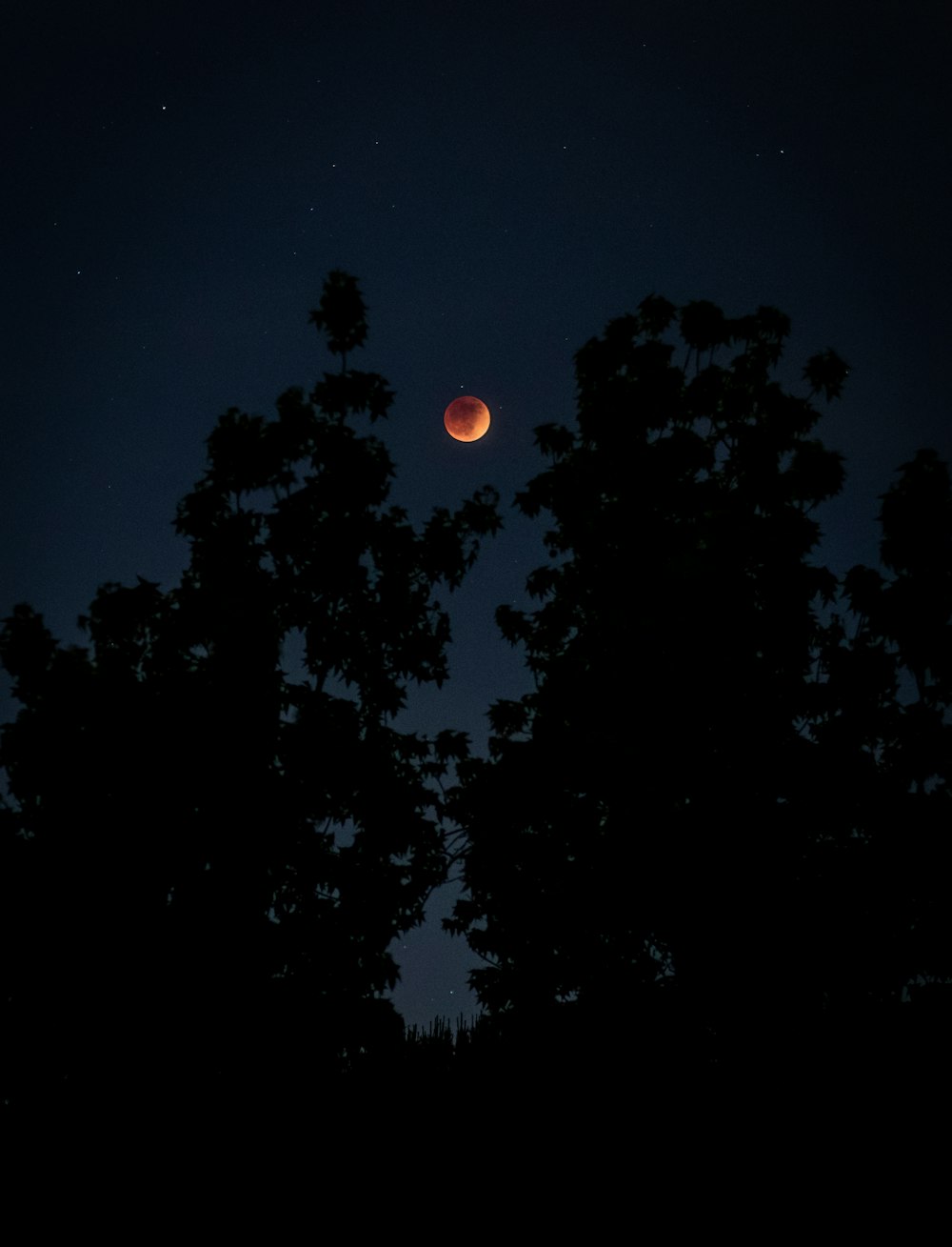 the moon is seen through the trees at night