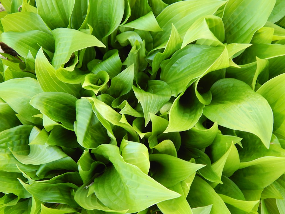 a close up of a bunch of green leaves