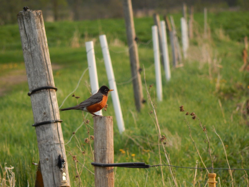 a bird perched on top of a wooden fence