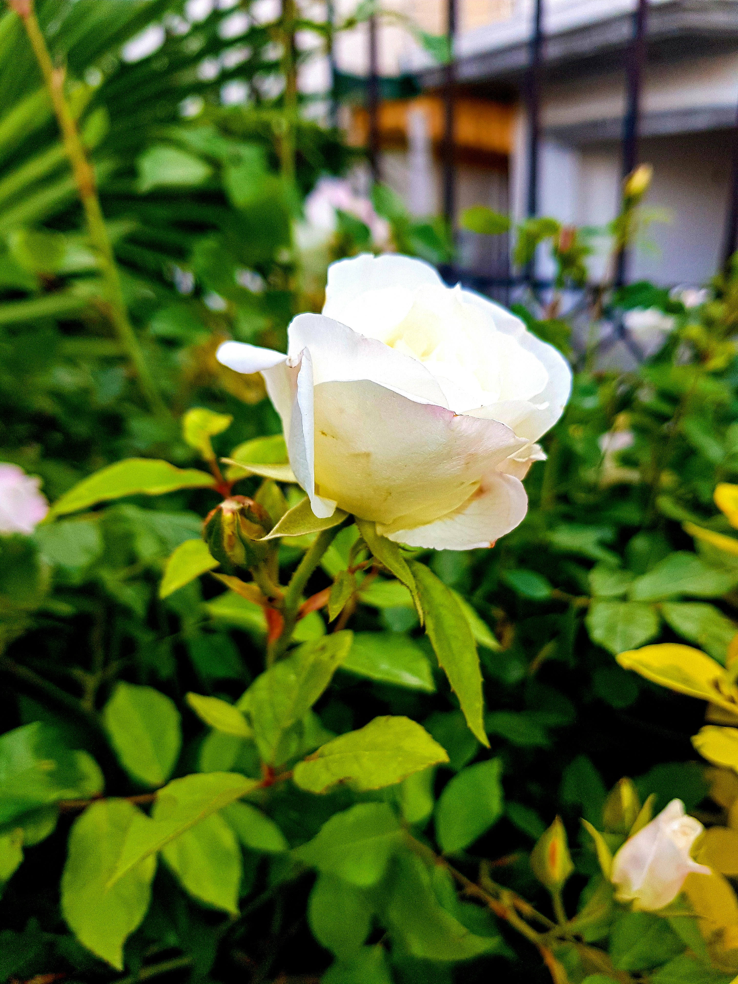 a white rose is blooming in a garden