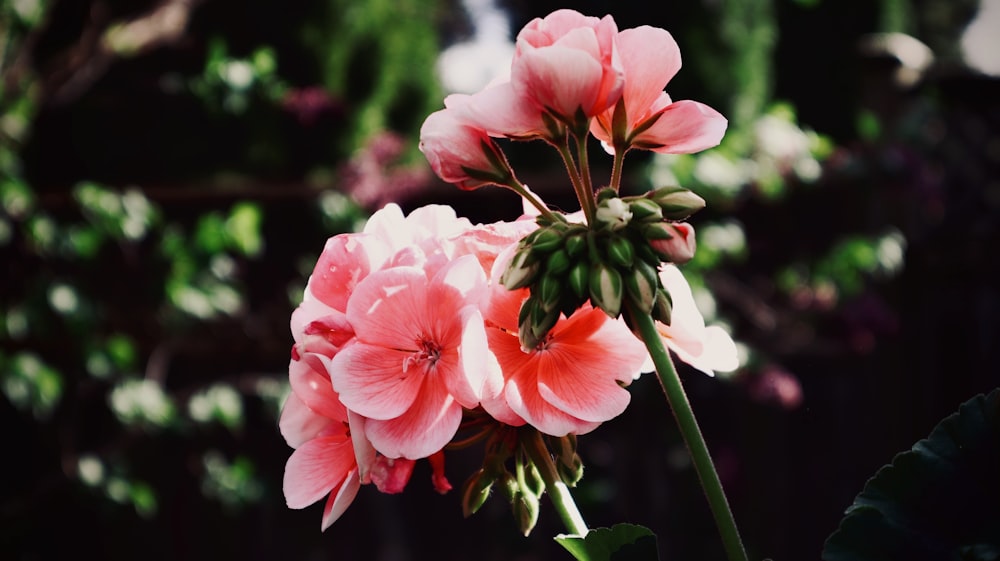 a close up of a pink flower with green leaves