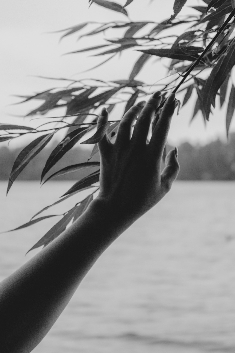 a black and white photo of a hand reaching for leaves