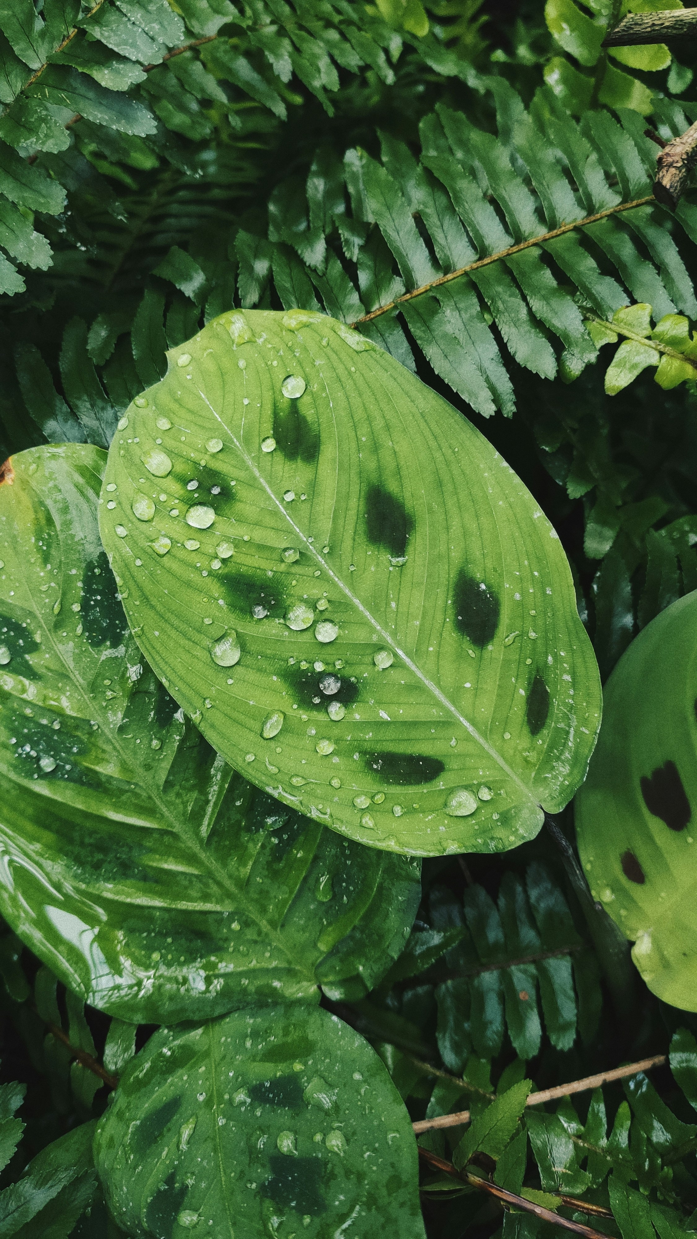 a green leaf with drops of water on it