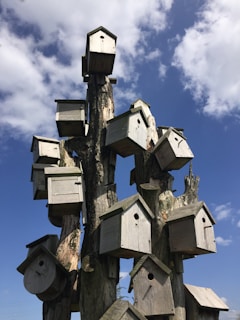 Къщички за птици, монтирани върху висок, изсъхнал ствол на дърво с височина около пет метра.