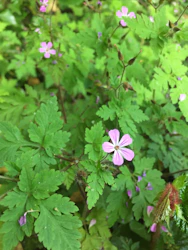 a small pink flower surrounded by green leaves