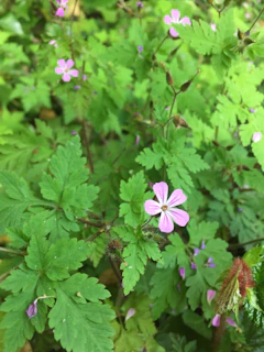 a small pink flower surrounded by green leaves