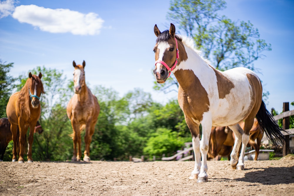 a group of horses standing on top of a dirt field