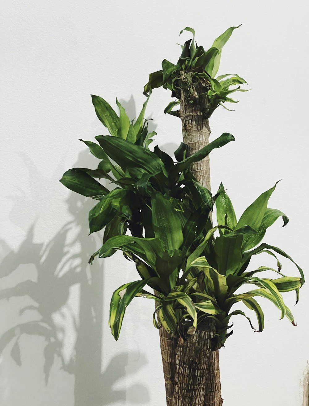 a potted plant sitting on top of a wooden table