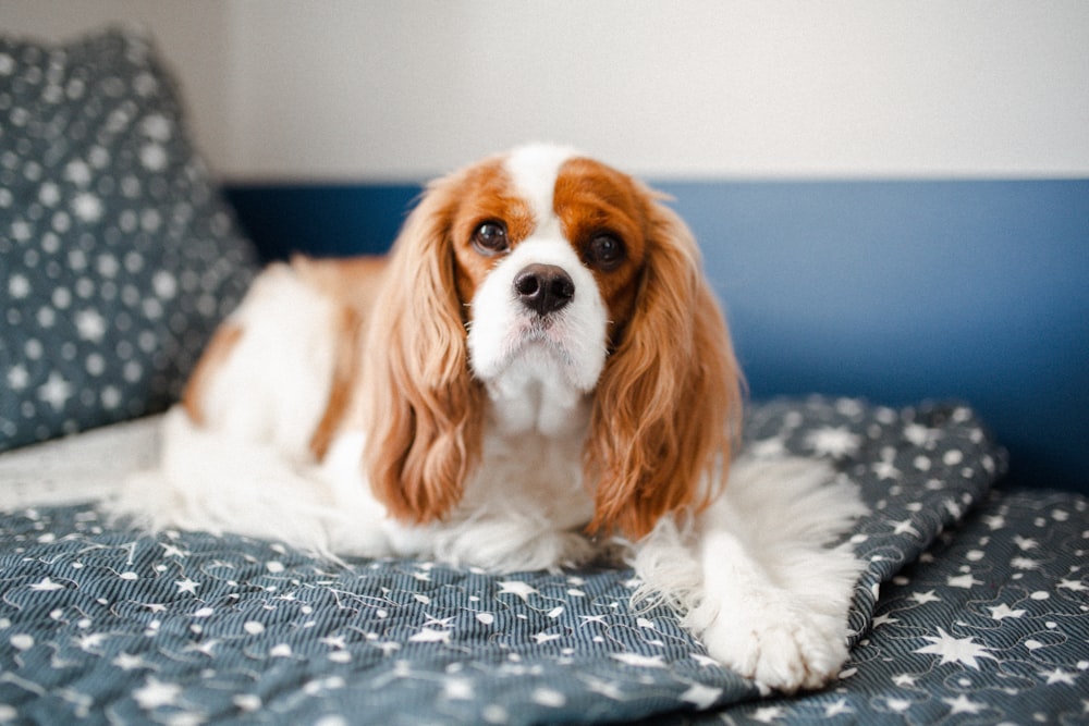 a brown and white dog laying on top of a bed