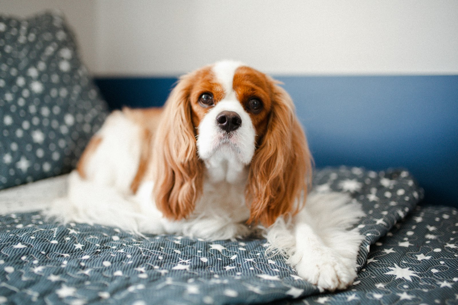 Spa Day at Home: Grooming a Cavalier King Charles Yourself