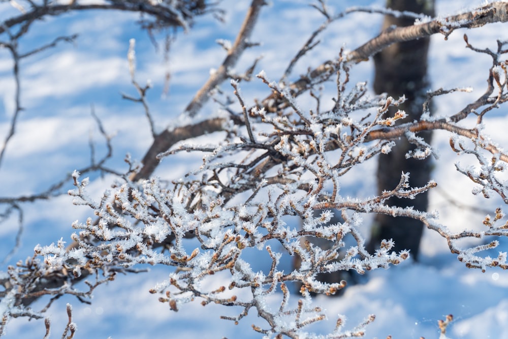 a snow covered tree branch with snow on it