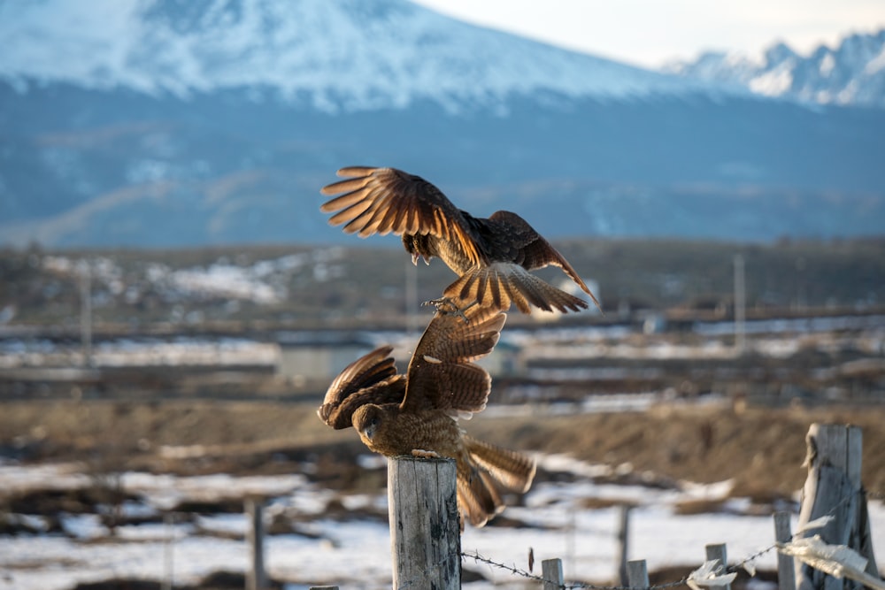 a couple of birds that are on top of a fence