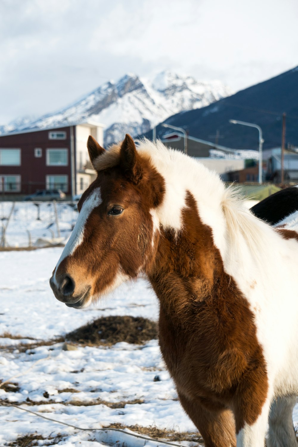 un cheval brun et blanc debout dans la neige