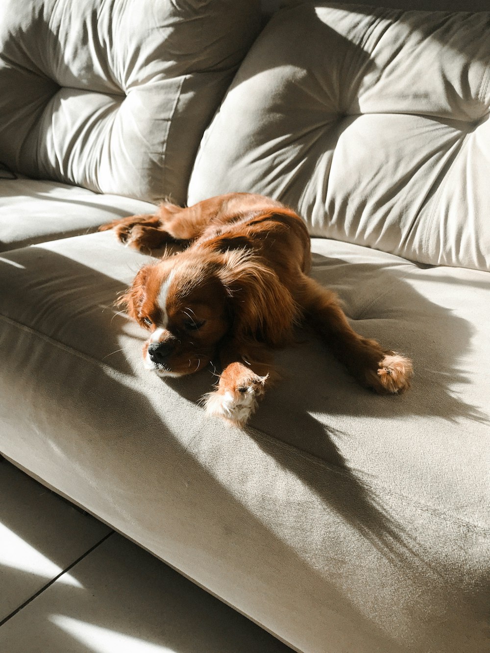 a brown dog laying on top of a couch